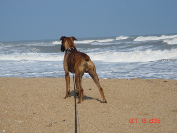 I want to play in the waves!