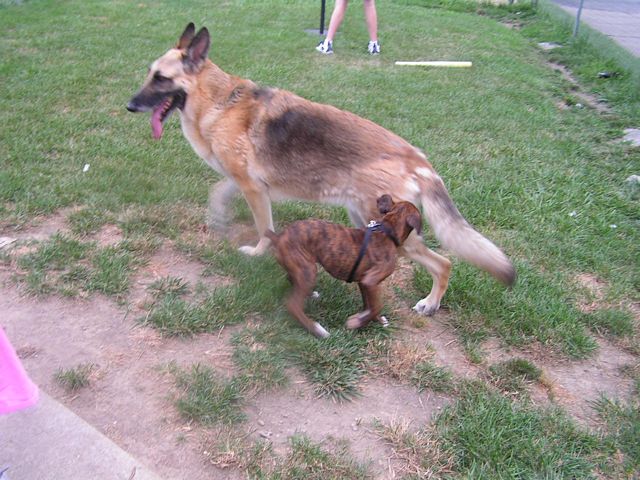 I will get that tail...