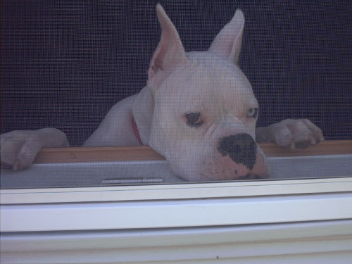I wish I could go out and Play!