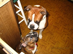 I wuv u harley!