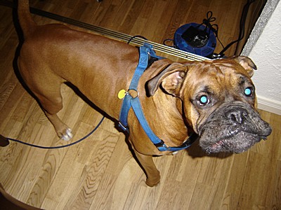 I_Am_Going_A_Walk