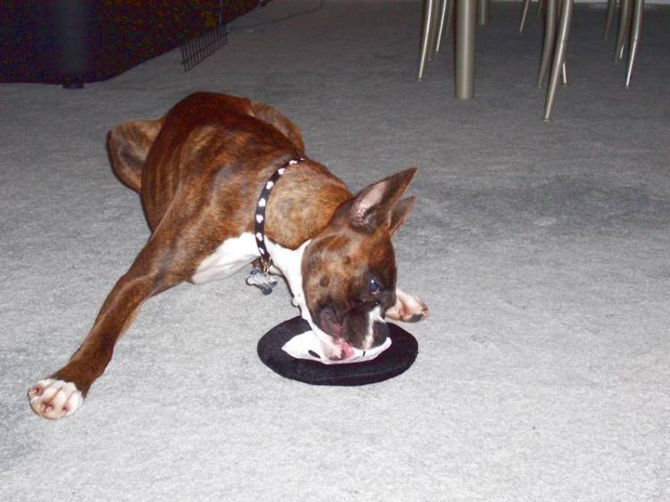 I_ll_lick_it_to_death