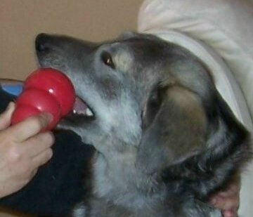 I_love_my_Kong