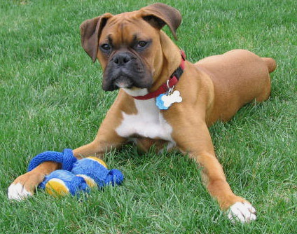 I_Love_my_rope_toy
