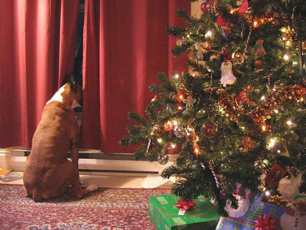 I_Think_I_See_Santa_Paws