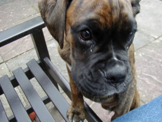 I'd really like a biscuit