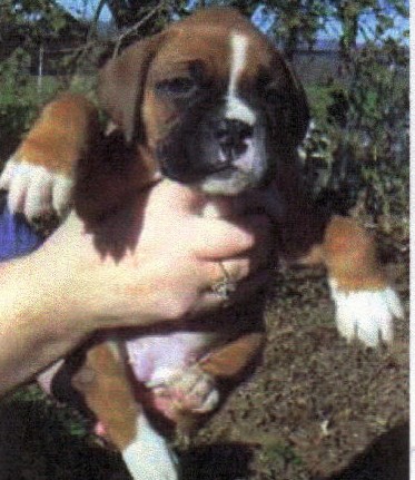 Idgie as #4 in litter!