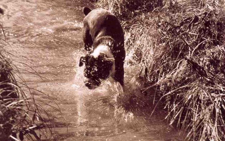 If I continue to splash, will there be more fish?