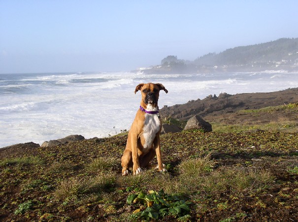 If I flap my ears, can I fly like a Seagull Mom?