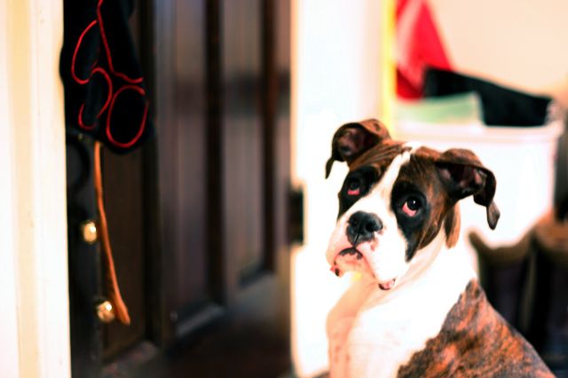 If I ring it, he will come.