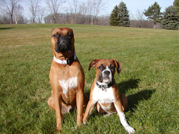Iggy and Marley