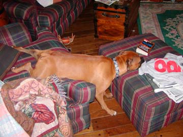 Iggy Sleeping