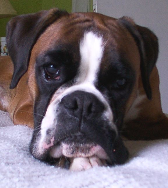 Igor 16 months