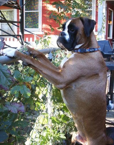 Igor 2 yo