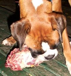 Igor eating emu!