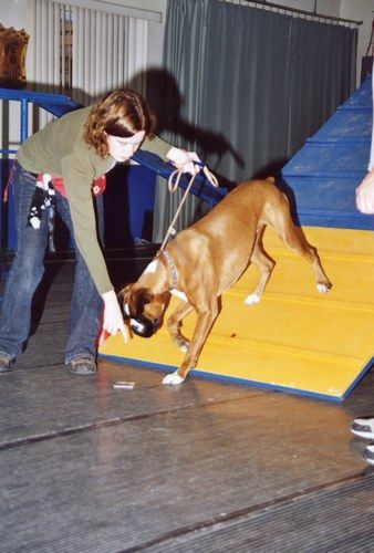 Igor in agility