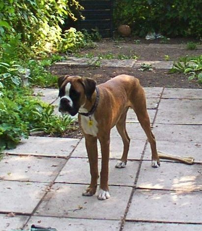 Igor