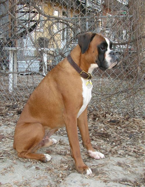 Igor