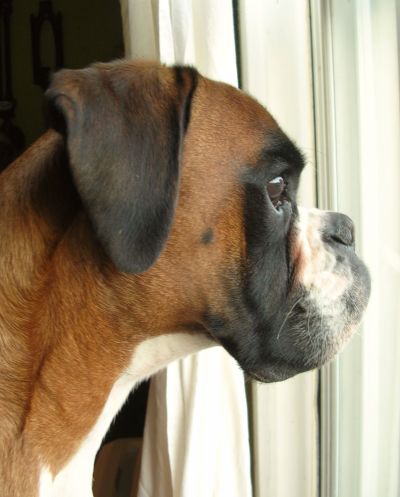 Igor