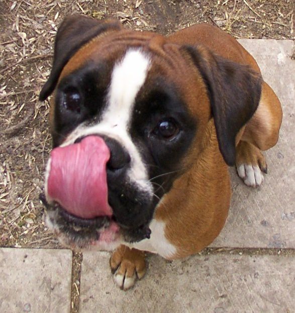 Igor's big face