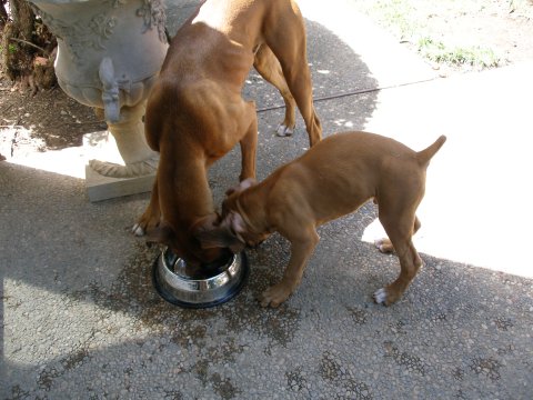 Iit's MY bowl.....no it's MINE