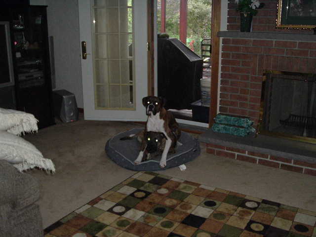 I'll get that bone yet