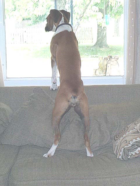 I'll get that squirrel one day..