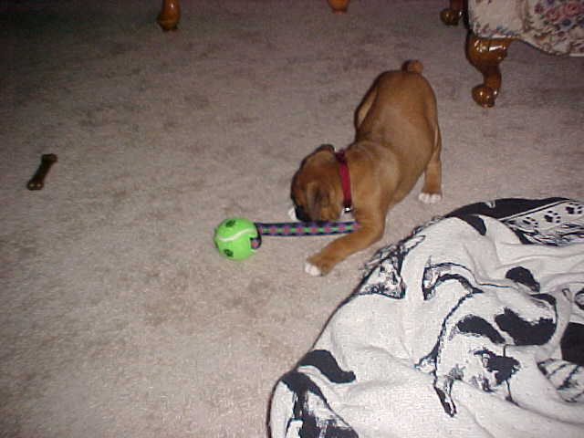 I'll show this thing who is boss.