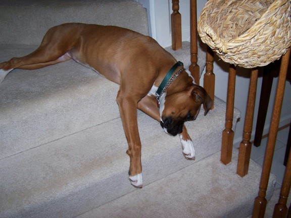 I'll sleep anywhere