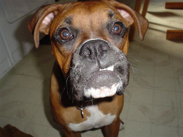 Im a big dog RUFF
