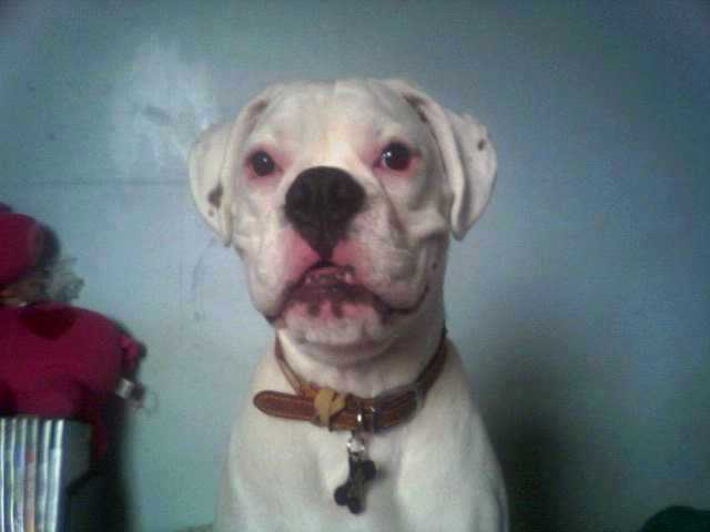 I'm a big mean dog (still with baby teeth!)