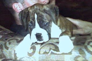 I'm a cute little boxer puppy!!!