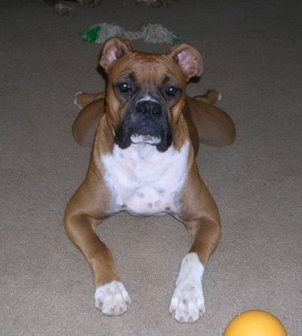 I'm a FROG