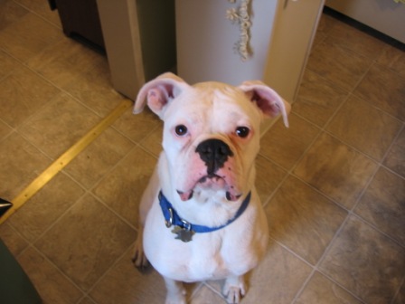 I'm a good boy...gimme the cookie
