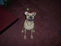I'm a good boy!