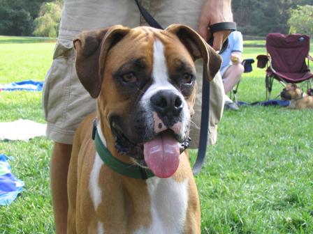 I'm a happy dog, a happy dog