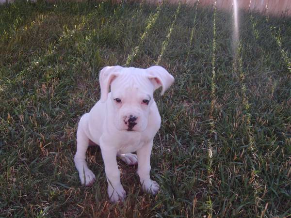 I'm a little Angel-10 weeks
