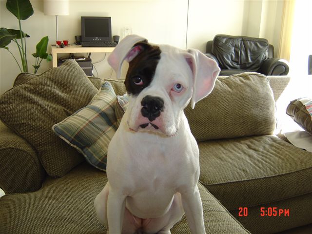 "I'm bein' a good girl, now where's my cookie!"