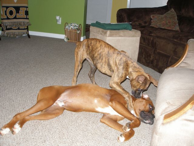 IM BIGGER!