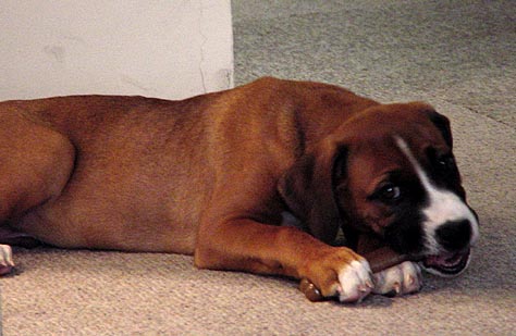 I'm chewing my bone