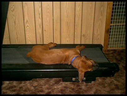 I'm Dog Tired