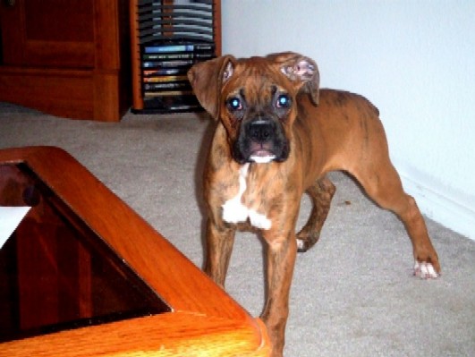 I'm getting so big! (13 weeks old)