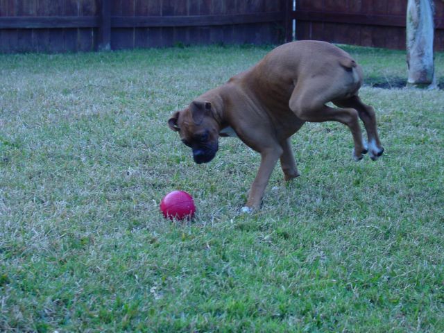 I'm gonna get it!