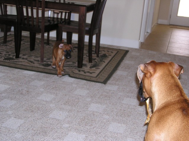 I'm gonna get it!
