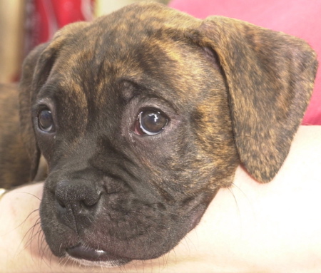 I'm just the cutest puppy ever