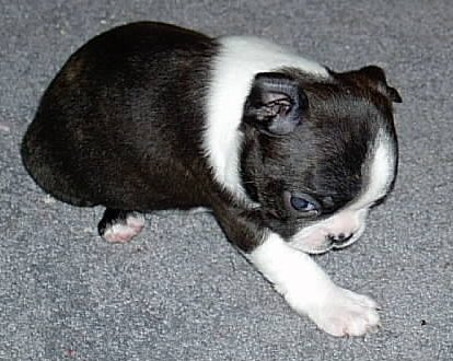 I'm one month old