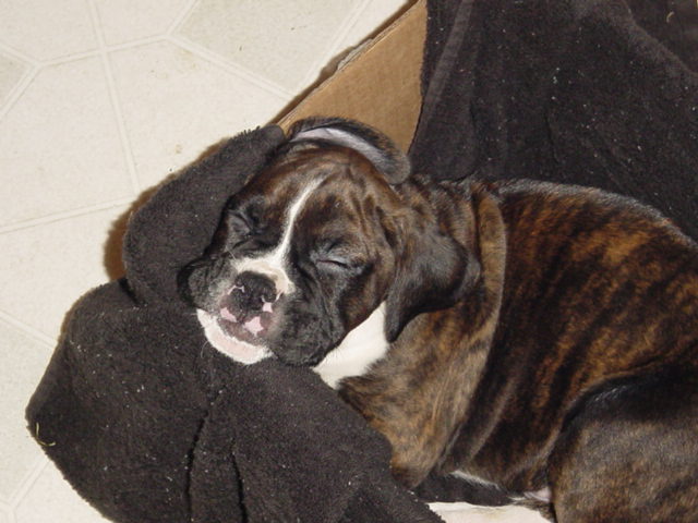 I'm Sleepy!!