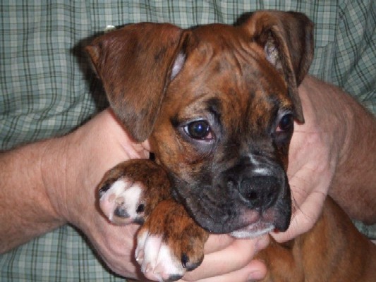 I'm so sweet! (11 weeks old)