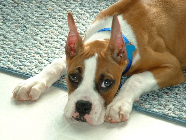 I'm sorry I ate the cat food.