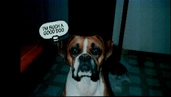 I'm Such A Good Dog!